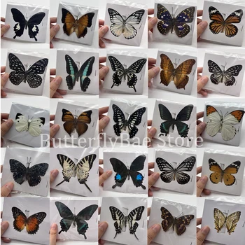 48 Fel de Real Specimene de Fluturi Insecte Figurine de Producție Farmec Acasă Decorare Accesorii pentru Camera de zi Colecție de Artă